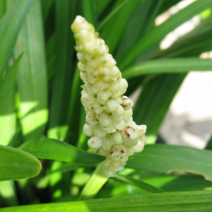 Liriope Muscari Monroe White
