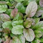 Ajuga Reptans Braunherz Bugleweed Carpet Bugle