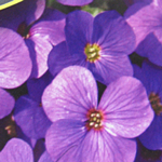 Aubrieta / Aubretia Schloss Eckberg