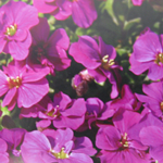 Aubrieta / Aubretia Gracilis Kitte Rose Red