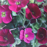 Aubrieta / Aubretia Gloria 1ltr