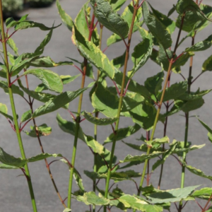 Cornus Alba Gouchaultii (Red Stemmed Variegated Dogwood)