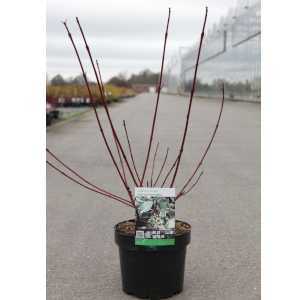 Cornus Alba Siberica Variegata (Red Stemmed Dogwood)