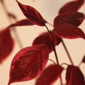 Cornus Alba Siberica Variegata (Red Stemmed Dogwood)