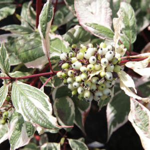 Cornus Alba Siberica Variegata (Red Stemmed Dogwood)