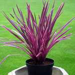 Cordyline Australis Pink Passion (Cabbage Tree)