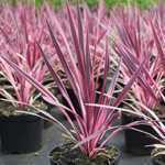 Cordyline Australis Pink Passion (Cabbage Tree)