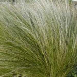 Stipa Tenuissima Mexican Feather Grass Syn. Stipa Tenuifolia