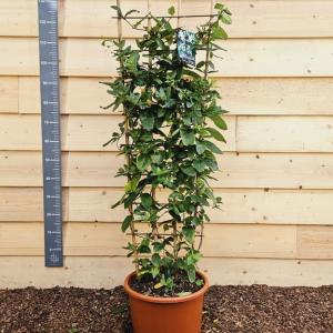 Lonicera Honeysuckle Japonica Halliana Trellis Climber 20Ltr