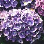 Hydrangea Macrophylla Blauer Zwerg (Mophead)