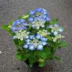 Hydrangea Macrophylla Blue Sky (Teller Blue)