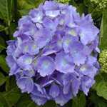 Hydrangea Macrophylla Blaue Donau (Blue Danube) Mophead