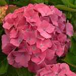 Hydrangea Macrophylla King George V