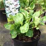 Hydrangea Macrophylla Koria (Teller White)