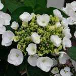 Hydrangea Macrophylla Koria (Teller White)