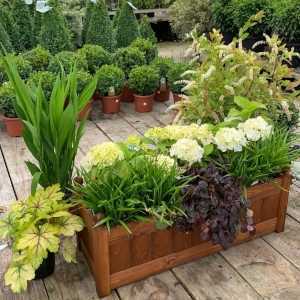 AFK Garden - Classic Trough Beech 26 inch