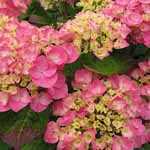 Hydrangea Macrophylla Rosita