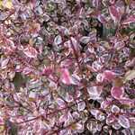 Lophomyrtus Ralphii  