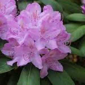 Rhododendron Hybrid 'Catawbiense Grandiflorum'