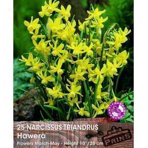 Narcissus Triandrus Hawera Bulbs 25 Per Pack