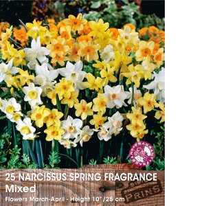 Narcissus Spring Fragrance Bulbs Mixed 25 Per Pack