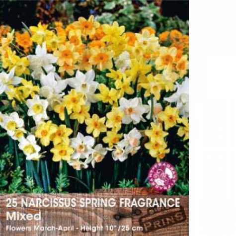Narcissus Spring Fragrance Bulbs Mixed 25 Per Pack