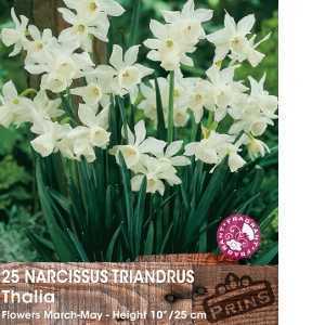 Narcissus Triandrus Thalia Bulbs 25 Per Pack