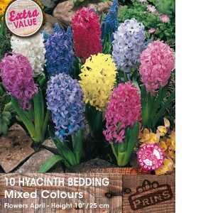 Hyacinth Bedding Mixed Bulbs 10 Per Pack