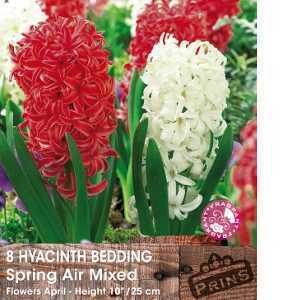 Hyacinth Bedding Spring Air Mixed Bulbs (Red and White) 8 Per Pack