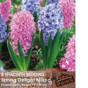 Hyacinth Bedding Spring Delight Mixed Bulbs (Pink and Blue) 8 Per Pack