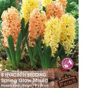 Hyacinth Bedding Spring Glow Bulbs (Yellow and Orange) 8 Per Pack