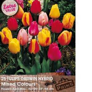 Tulip Bulbs Darwin Hybrid Mixed Colours 25 Per Pack