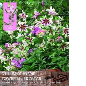 Lilium OT Hybrid (lily) Tower Lilies Altari Bulbs 3 Per Pack