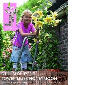 Lilium OT Hybrid (lily) Tower Lilies Honeymoon Bulbs 3 Per Pack