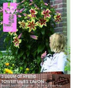 Lilium OT Hybrid (Lily) Tower Lilies Lavon Bulbs 3 Per Pack