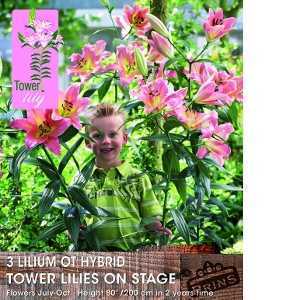 Lilium OT Hybrid (Lily) Tower Lilies On Stage Bulbs 3 Per Pack