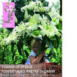 Lilium OT Hybrid (Lily) Tower Lilies Pretty Women Bulbs 3 Per Pack