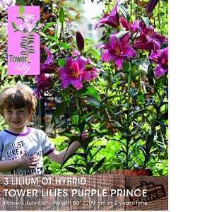 Lilium OT Hybrid (Lily) Tower Lilies Purple Prince Bulbs 3 Per Pack