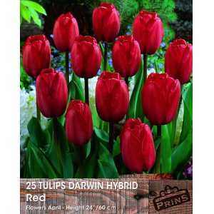 Tulip Bulbs Darwin Hybrid Red 25 Per Pack