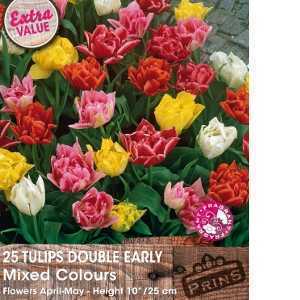 Tulip Bulbs Double Early Mixed Colours 25 Per Pack