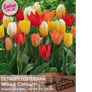 Tulip Bulbs Fosteriana Mixed Colours 25 Per Pack