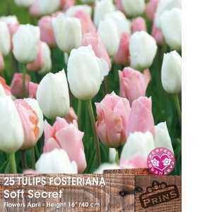 Tulip Bulbs Fosteriana Soft Secret Pink and White 25 Per Pack