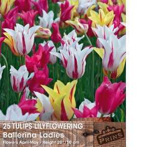 Tulip Bulbs Lilyflowering Ballerina Ladies 25 Per Pack