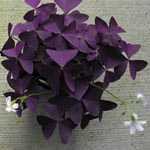Oxalis Triangularis (Purple Shamrock) Bulbs 1000 Bulbs Supplied Loose