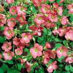 Oxalis Deppei Lucky Clover / Good Luck Shamrock 1ltr