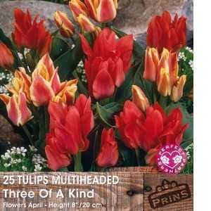 Tulip Bulbs Multiheaded Three of A Kind 25 Per Pack