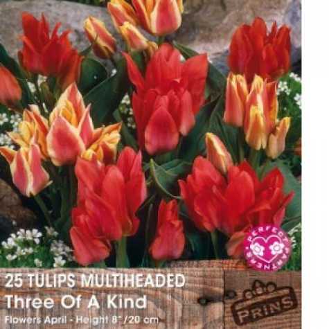 Tulip Bulbs Multiheaded Three of A Kind 25 Per Pack