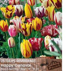 Tulip Bulbs Rembrandt Happy Carnival 25 Per Pack