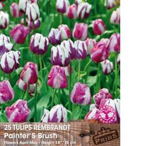 Tulip Bulbs Rembrandt Painter's Brush 25 Per Pack