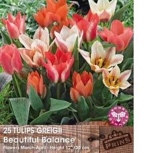 Tulip Bulbs Greigii Beautiful Balance Short Stemmed 25 Per Pack